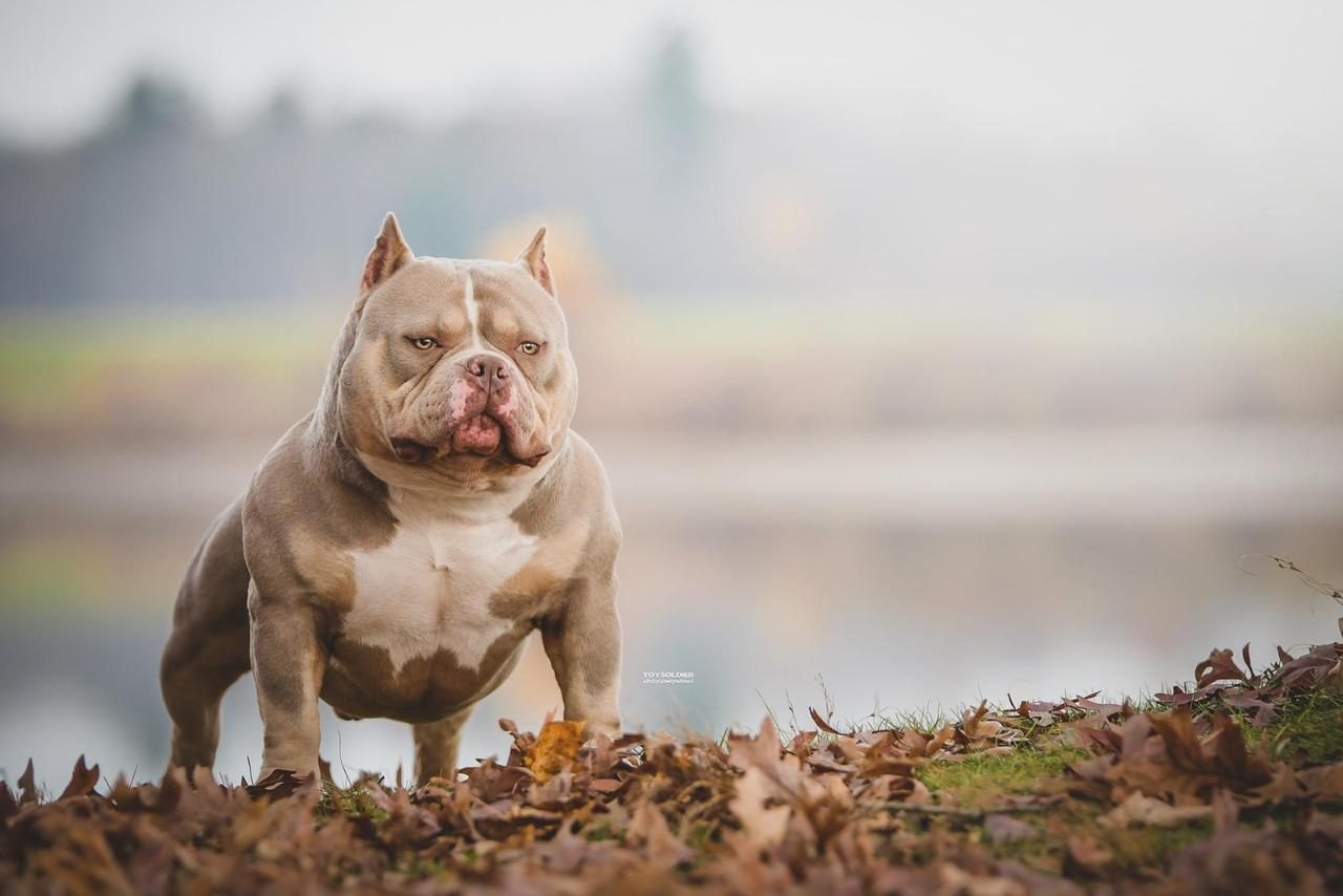 American Bully