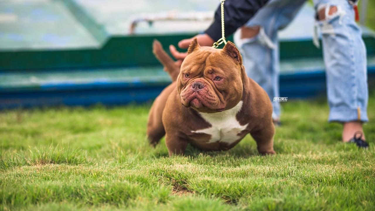 Micro Bull