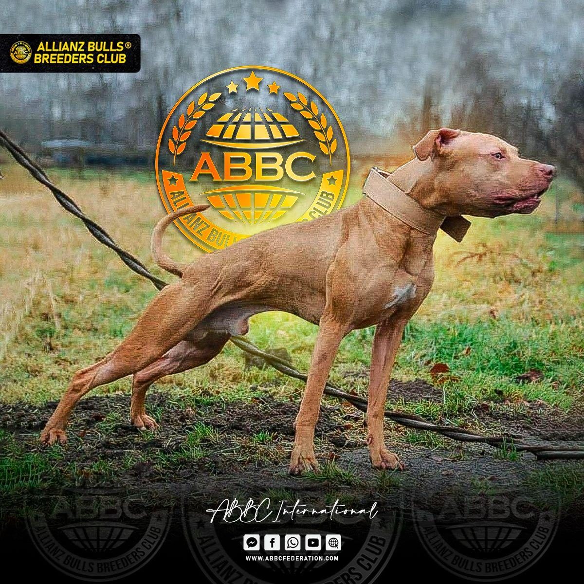 American Pit Bull Terrier