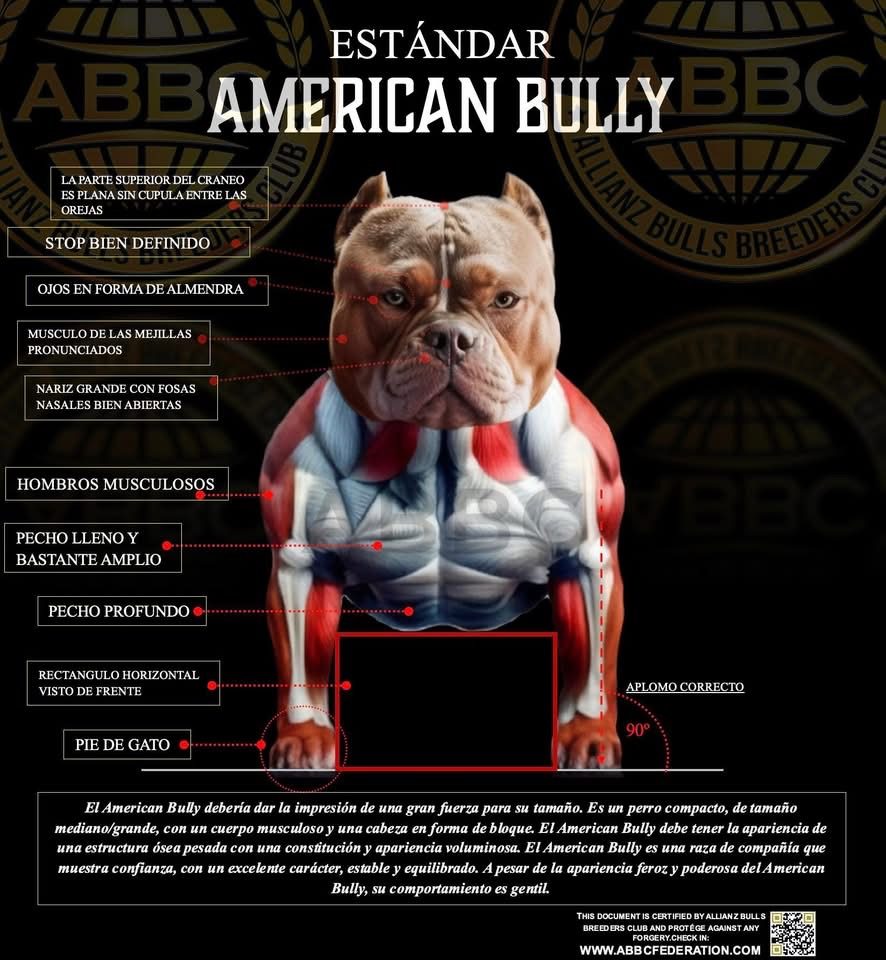 Estándar American Bully ABBC · vista frontal