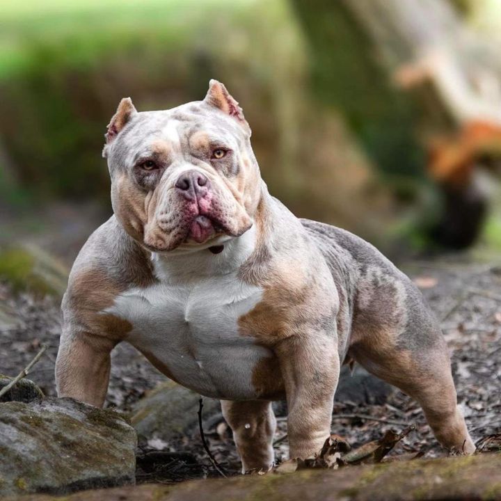 American Bully