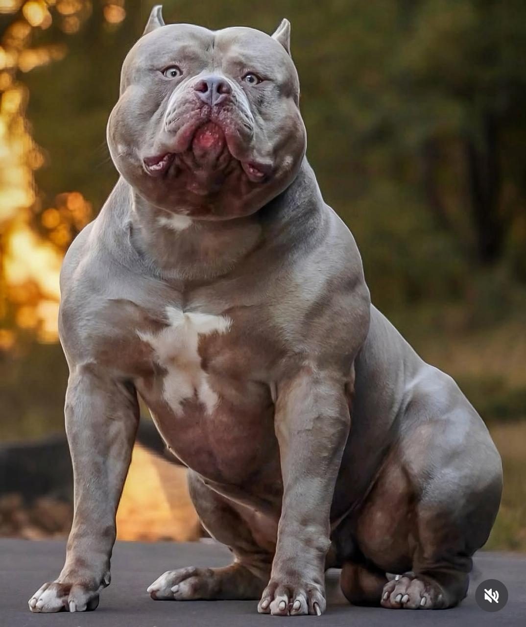 Brazilian Bull · variedad Extreme