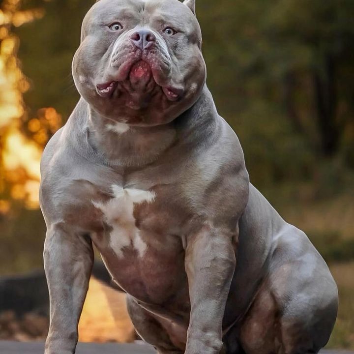 Brazilian Bull