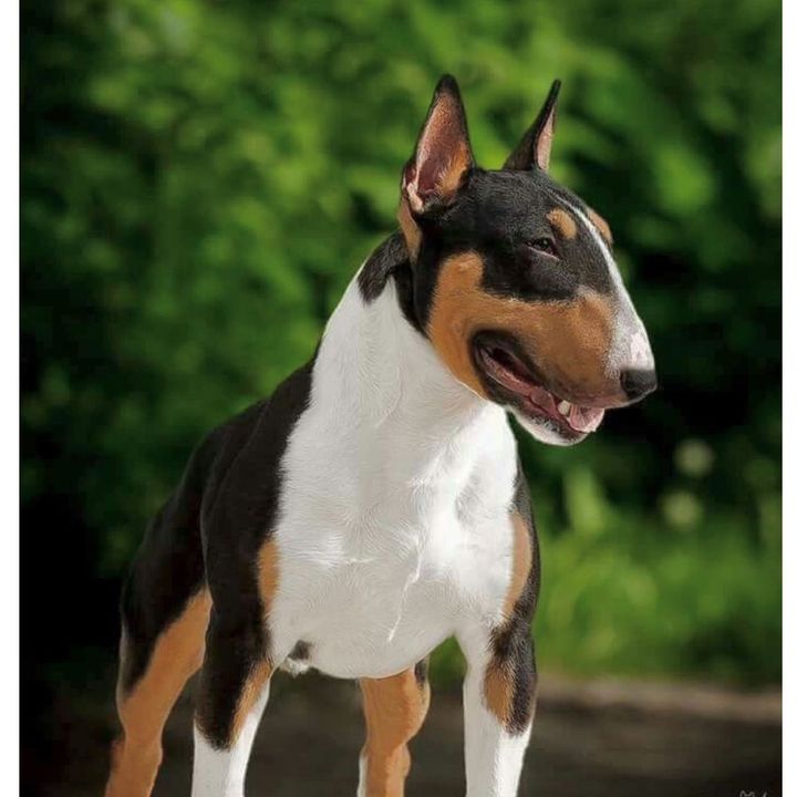 Bull Terrier