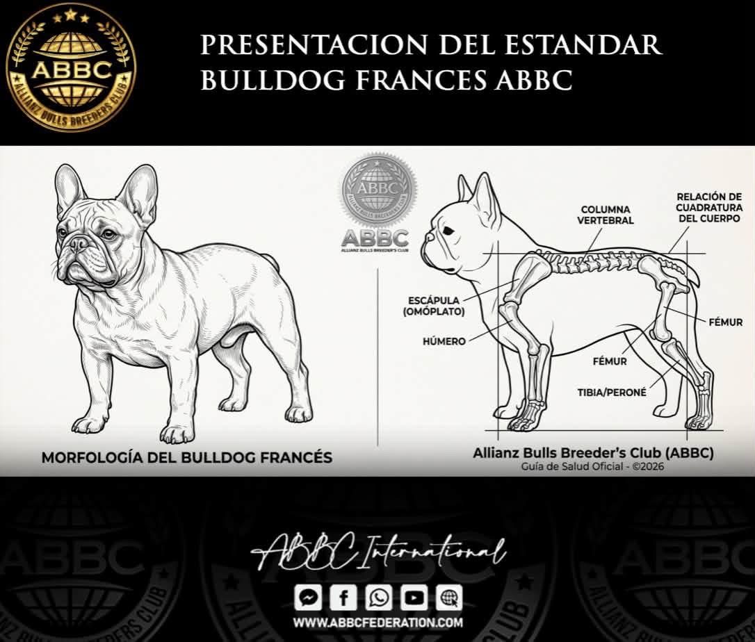 Presentación del estándar Bulldog Francés ABBC · morfología