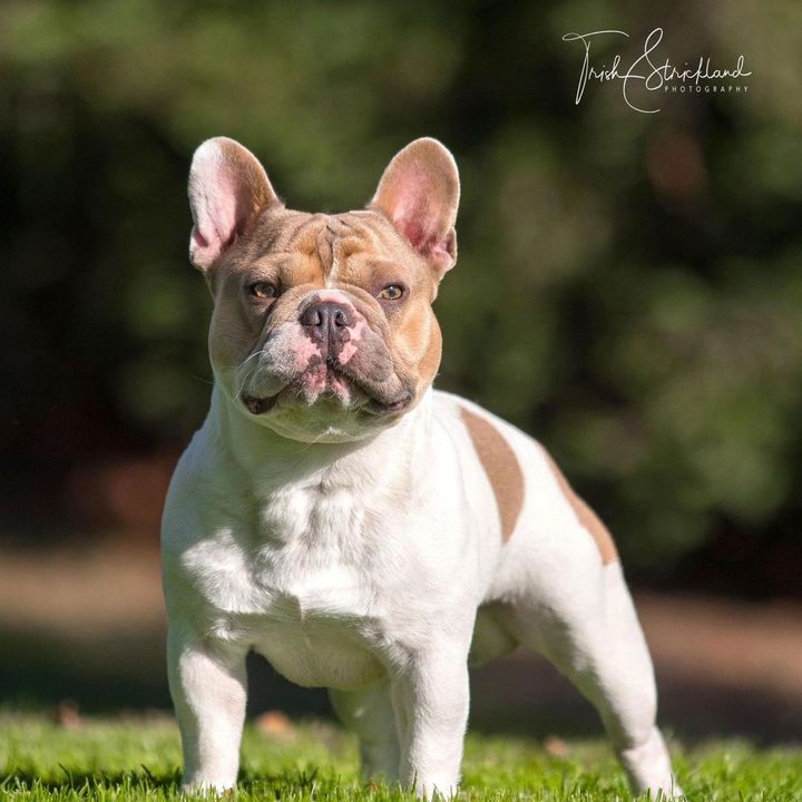 Bulldog Francés