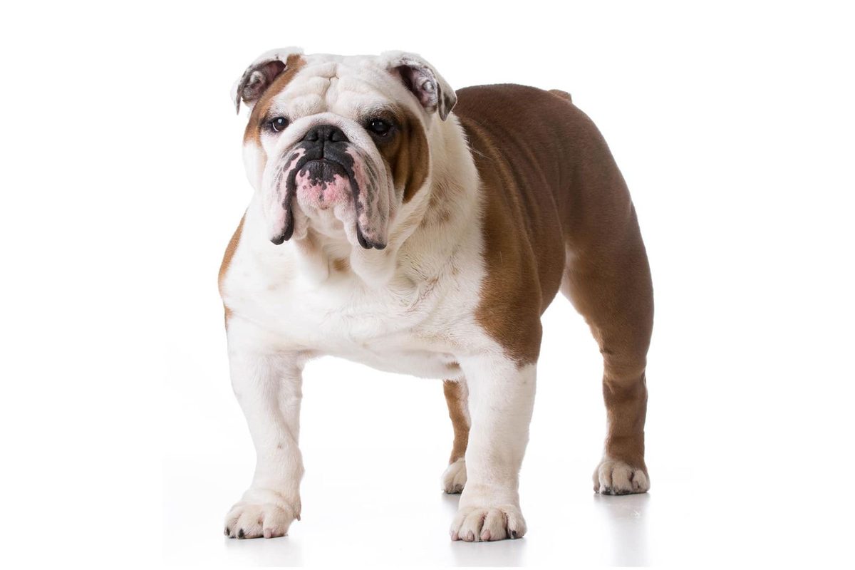 Bulldog Inglés