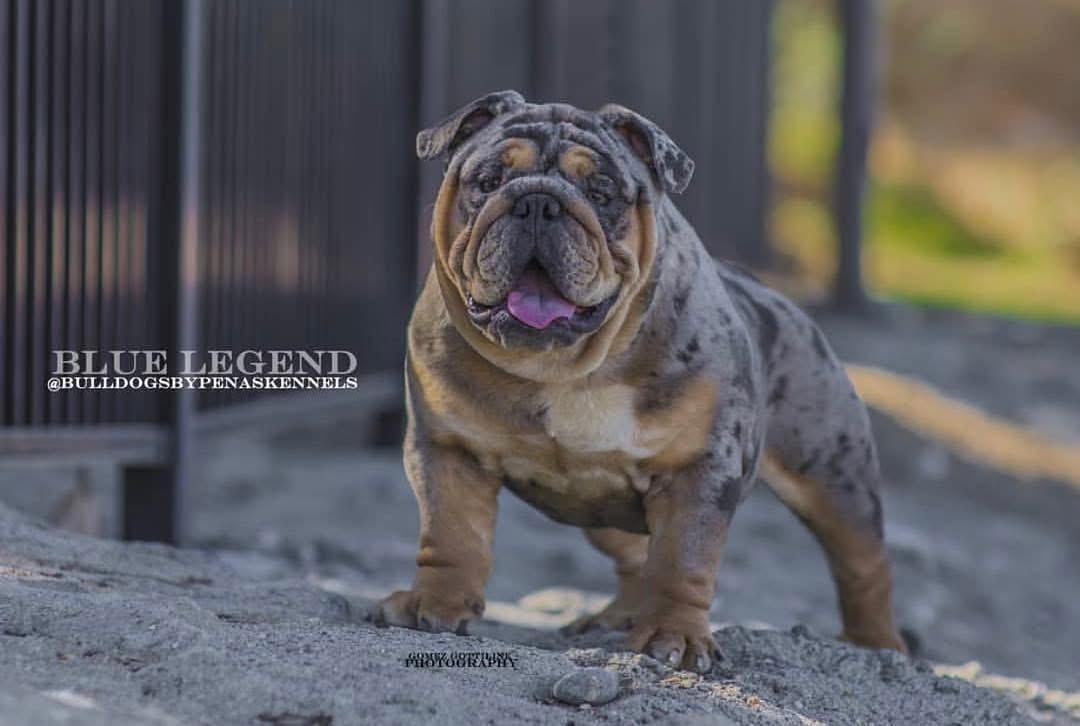 Bulldog Inglés