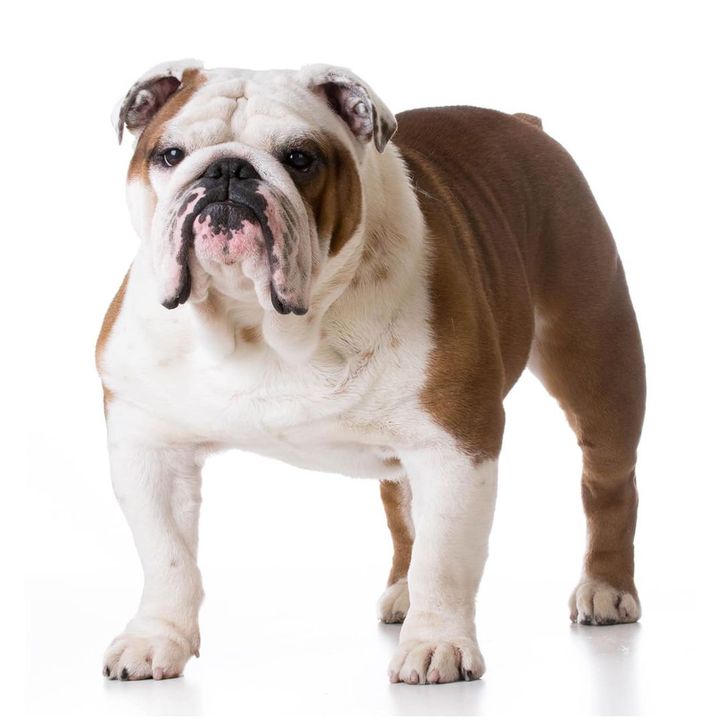 Bulldog Inglés