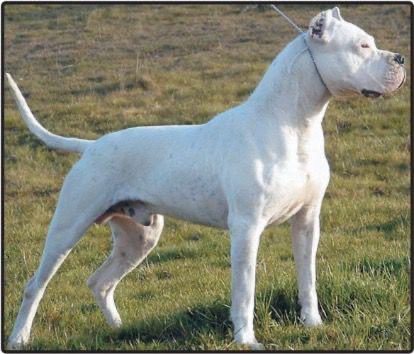 Dogo Argentino