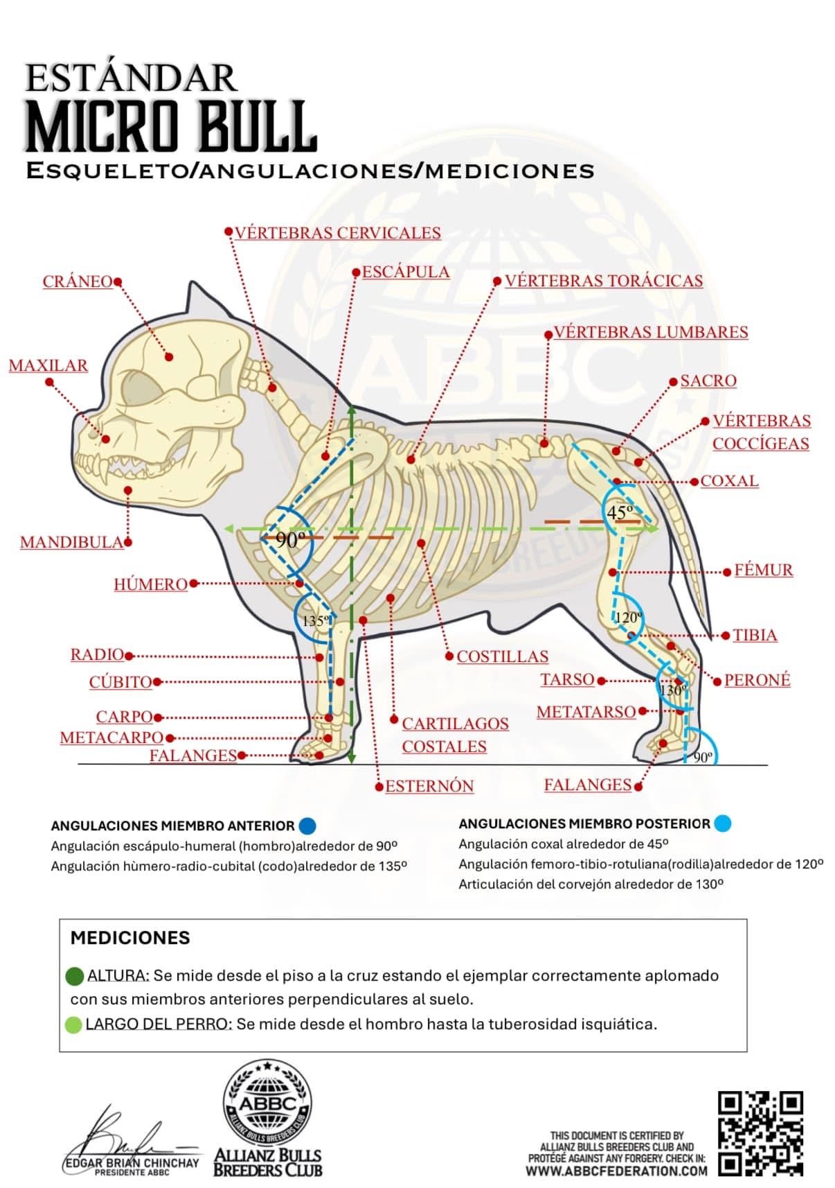 Estándar Micro Bull ABBC · esqueleto, angulaciones y mediciones