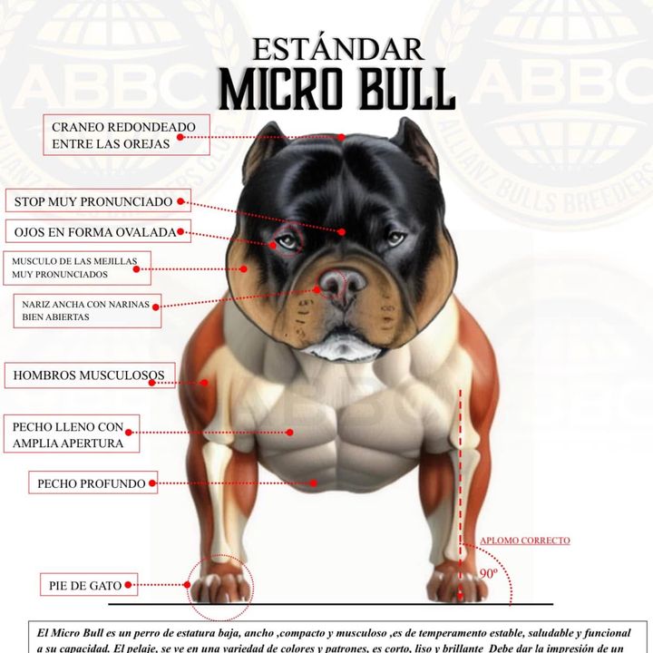 Micro Bull