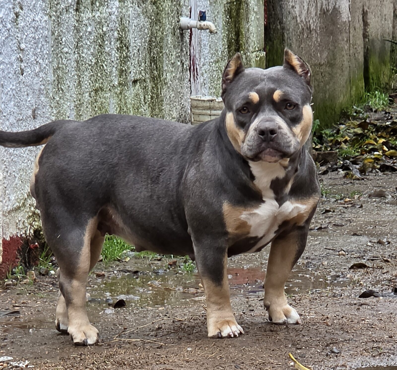 NALA
