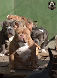 JB KENNEL RUFINA OF NEMESIS · Abuela materna