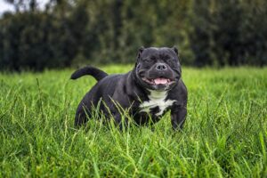 JB BULL'S TANIA OF NEMESIS · Abuela materna