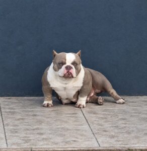 MAGGIE OF TONAZZI BULLIES · Madre