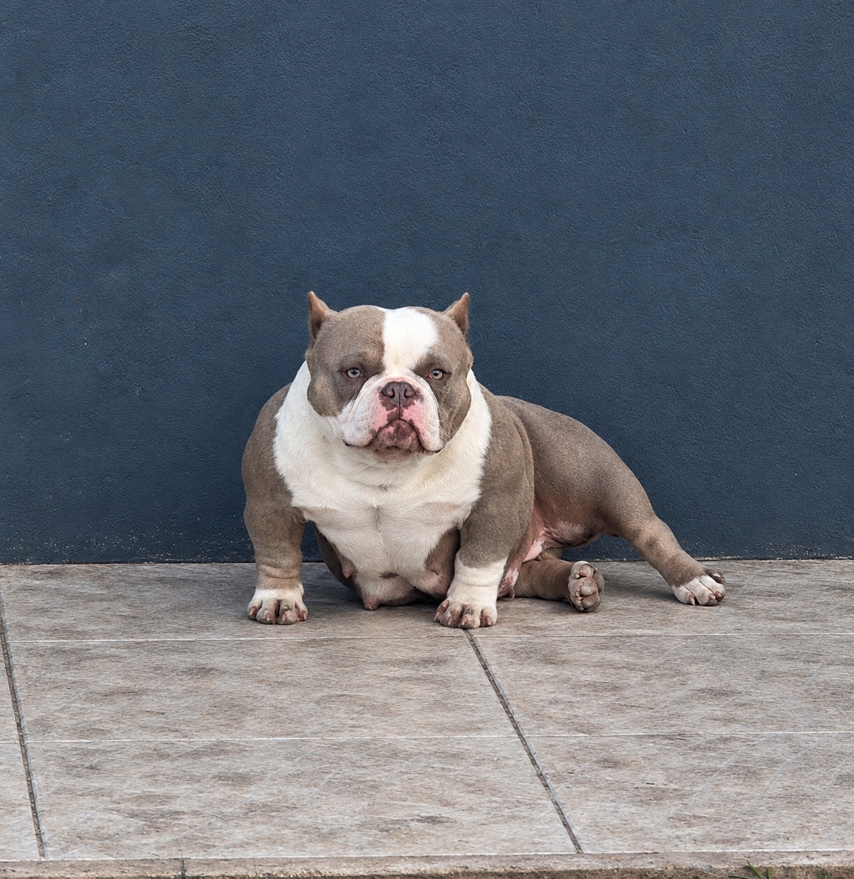 MAGGIE OF TONAZZI BULLIES