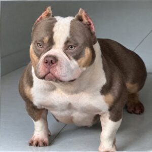 ZAYA PERFECT BULLY KENNEL · Abuela materna