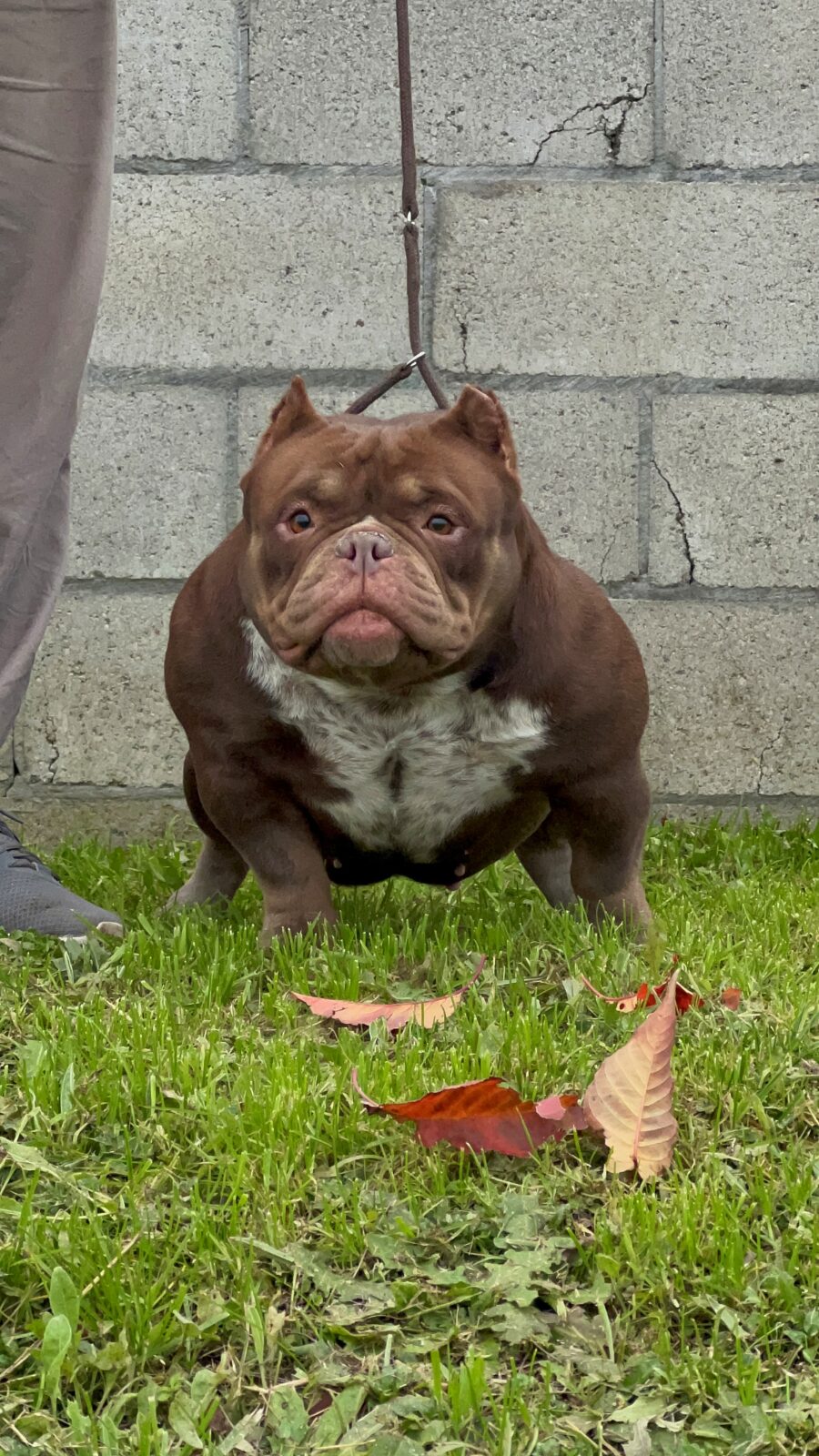 TONAZZI’S BUBA