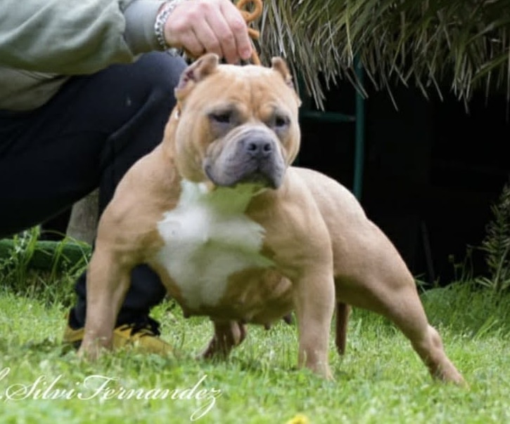 GR CH LA FORTALEZA KENNEL SANSA