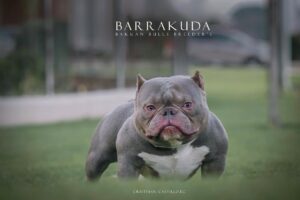 BAKKANBULLS BARRAKUDA