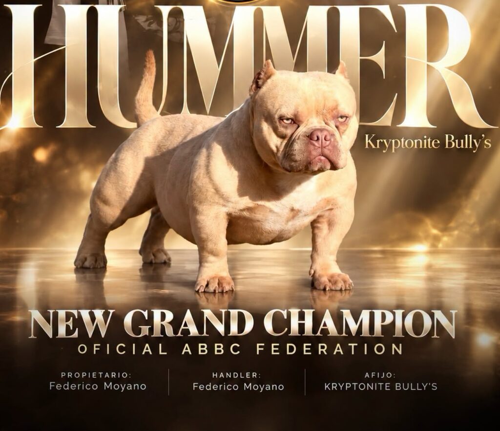 GR CH KRYPTONITE BULLY´S HUMMER