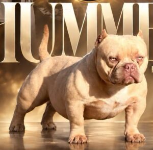 GR CH KRYPTONITE BULLY´S HUMMER
