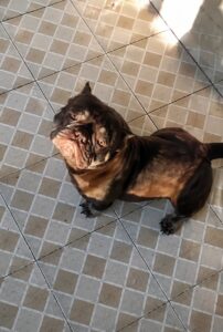 XIAOLIANG KENNEL'S NANCY · Abuela paterna