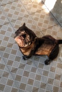 XIAOLIANG KENNEL'S NANCY · Abuela paterna