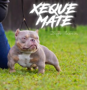 WTK XEQUE MATE · Padre