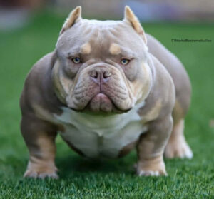 EXTREME BULLIES 51 MARKS · Padre