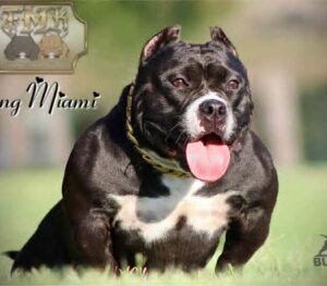FAMILY MADE KENNEL YUNG MIAMI · Abuela materna