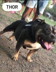 YANASU BK THOR · Abuelo materno