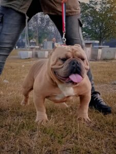 GDB BULLYS SATORU · Abuelo paterno
