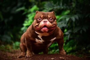 REDEFINED BULLYS VENENO · Abuelo paterno