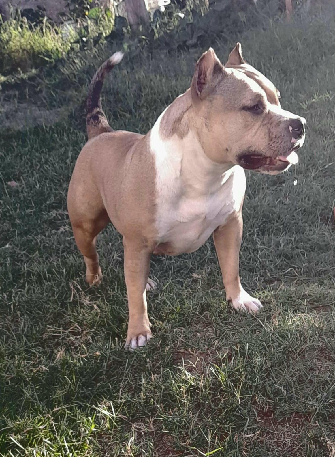 CHAVEZ BULLY ROMA