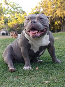 BAKKANBULLS OLIVIA · Abuela paterna