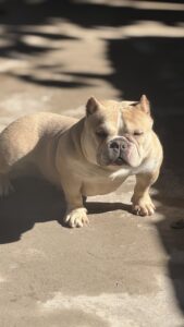 GGG BULLS DEBY QUEEN
