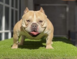 GGG BULLS DEBY QUEEN