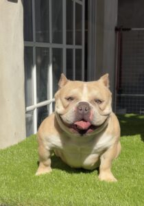 GGG BULLS DEBY QUEEN
