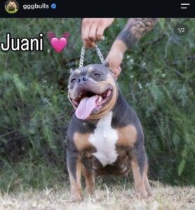 ROYAL JAW JUANA · Madre