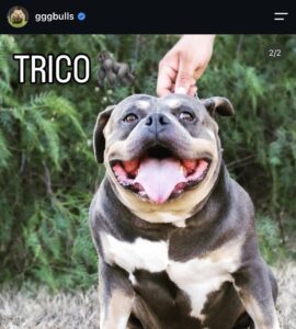 FUERZA SUARENSE TRICO · Padre