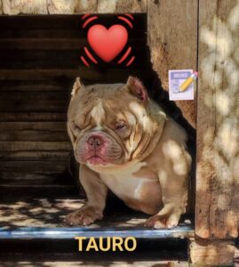 LAURA BULL TAURO · Padre