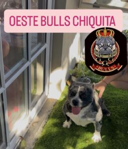 OESTE BULLS CAPRICHO BIS · Madre