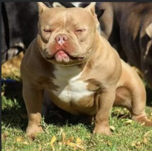 THE GANG OF BULLY CHUCJY · Abuelo paterno