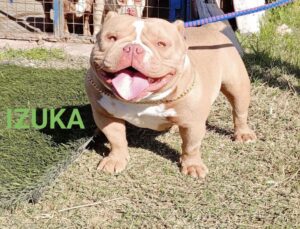 SAN JUAN BULLS IZUKA · Abuela paterna