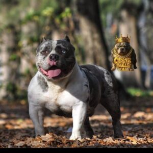 OESTE BULLS EGB ARTHUR · Abuelo materno