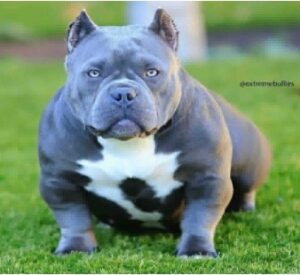 EXTREME BULLIES MINI MOO · Abuela paterna