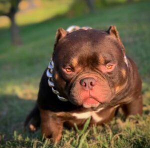 BAKKANBULLS SUPREMO · Abuelo materno