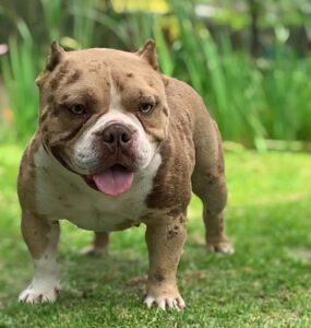 BAKKANBULLS LUNA · Abuela materna